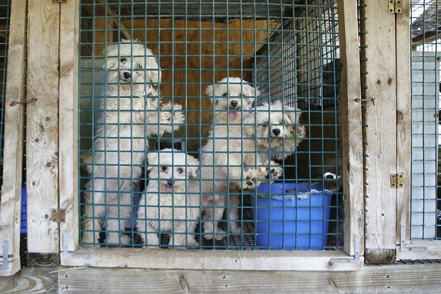 Puppy Mill Awareness Day - Doo-N-Go