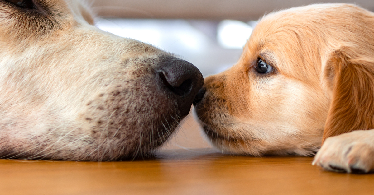 Introducing a Puppy to a Resident, Senior Dog