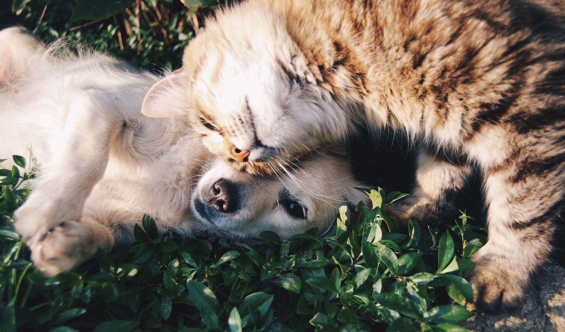 Introducing a New Dog to a Resident Cat