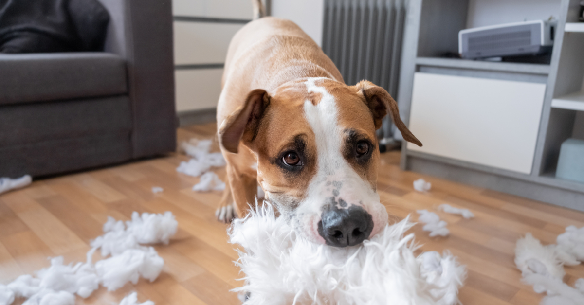 Common Dog Misbehaviours