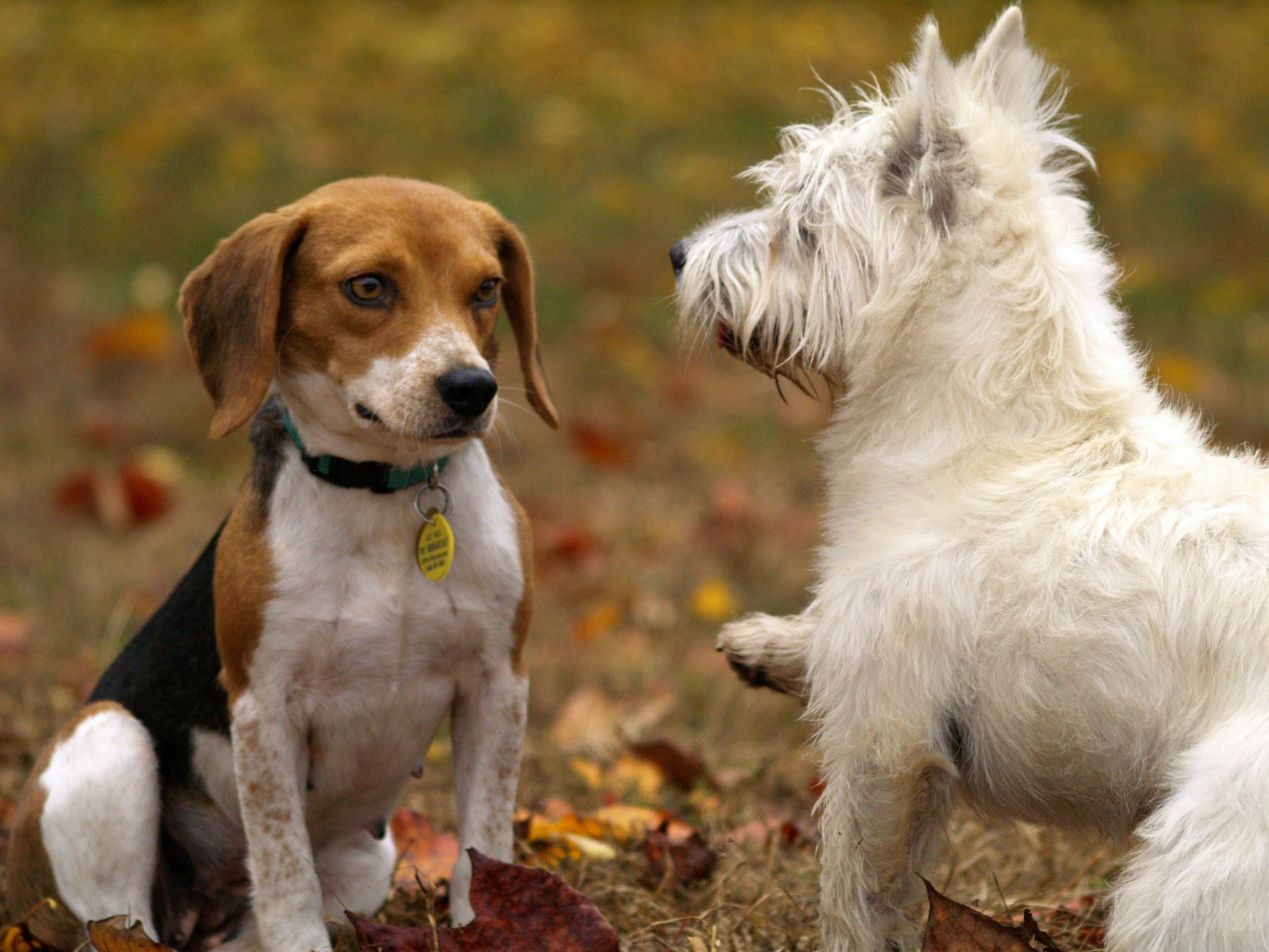 tri color beagle and west highland white terrier puppies playing on lawn grass