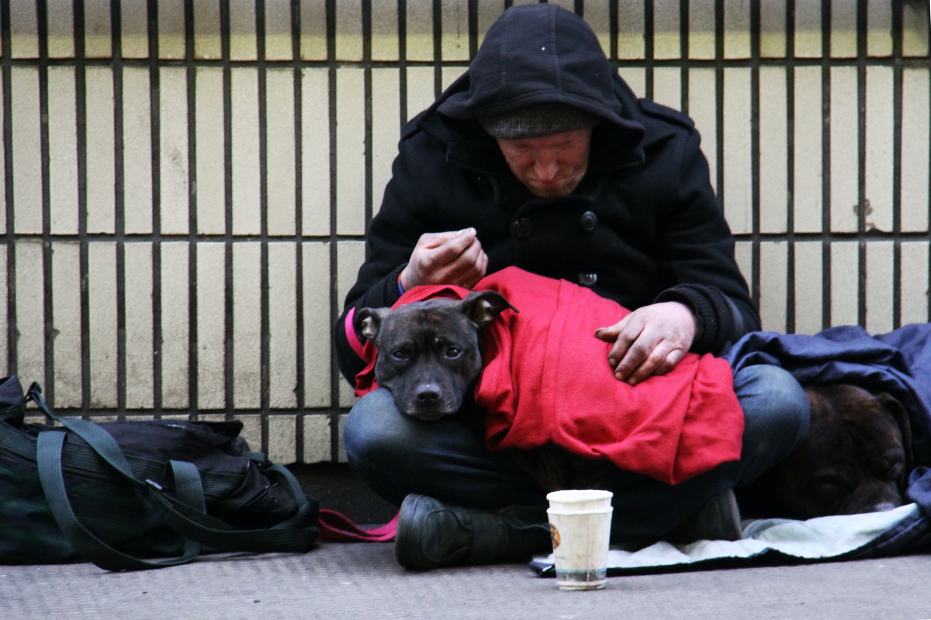 Feed Pets of the Homeless