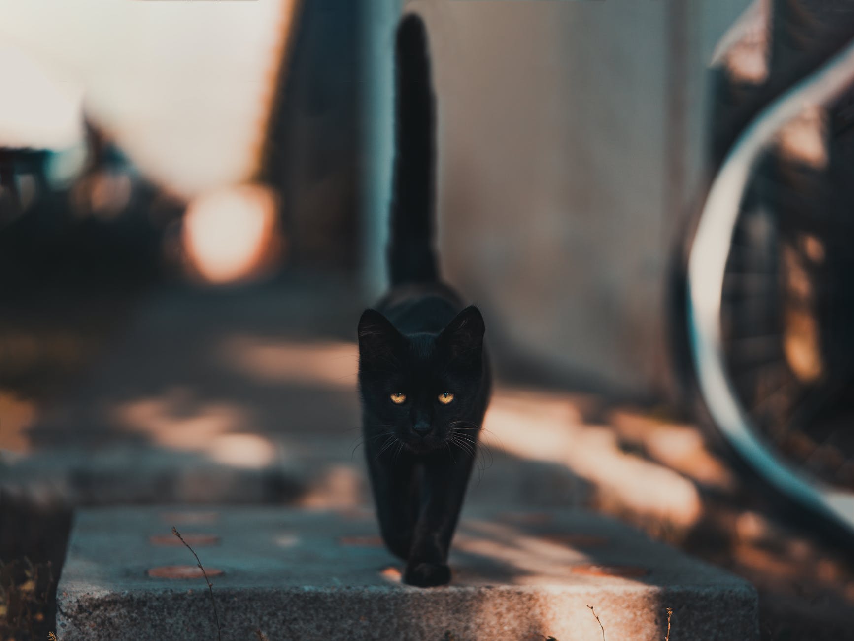 black cat walking on road