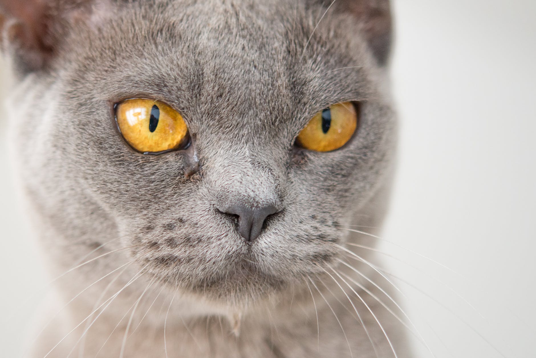 macro shot photography of cat